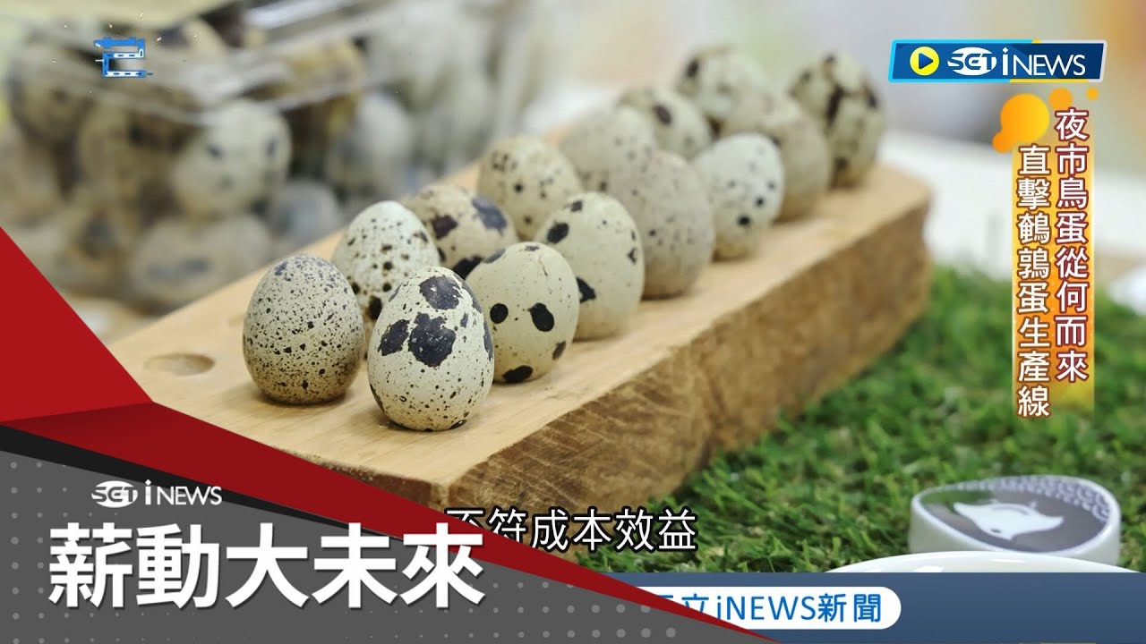 夜市鳥蛋從何而來? 直擊鵪鶉蛋生產線! 鵪鶉產業邁向智慧化 台灣青年