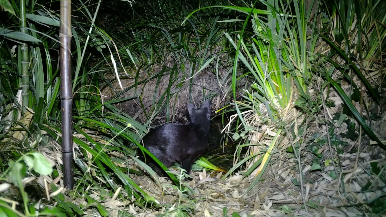Putois d&rsquo;Europe v Chat domestique / Domestic cat vs European Polecat &copy; Laurent Barthe