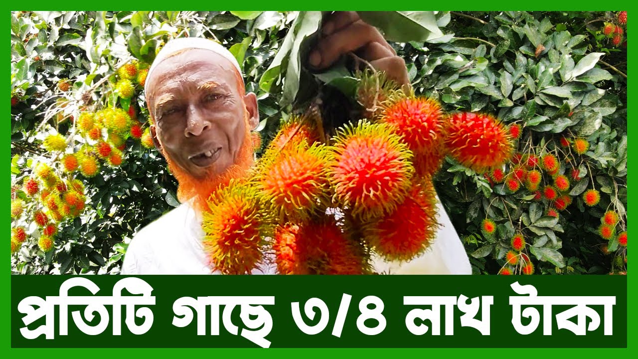 মালেশিয়ান রাম্বুটানের বাংলাদেশ জয় | Agro News Bangla