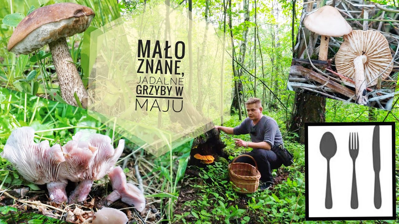 Mało znane, jadalne grzyby w maju.