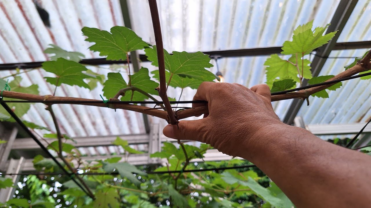 turunkan ketinggian para para kebun anggur agar memudahkan perawatan