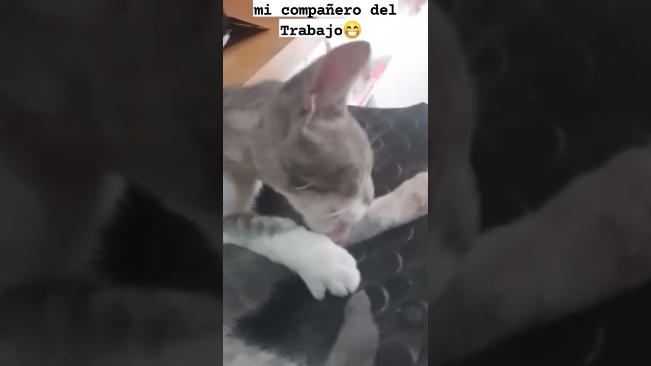 compañero de trabajo 