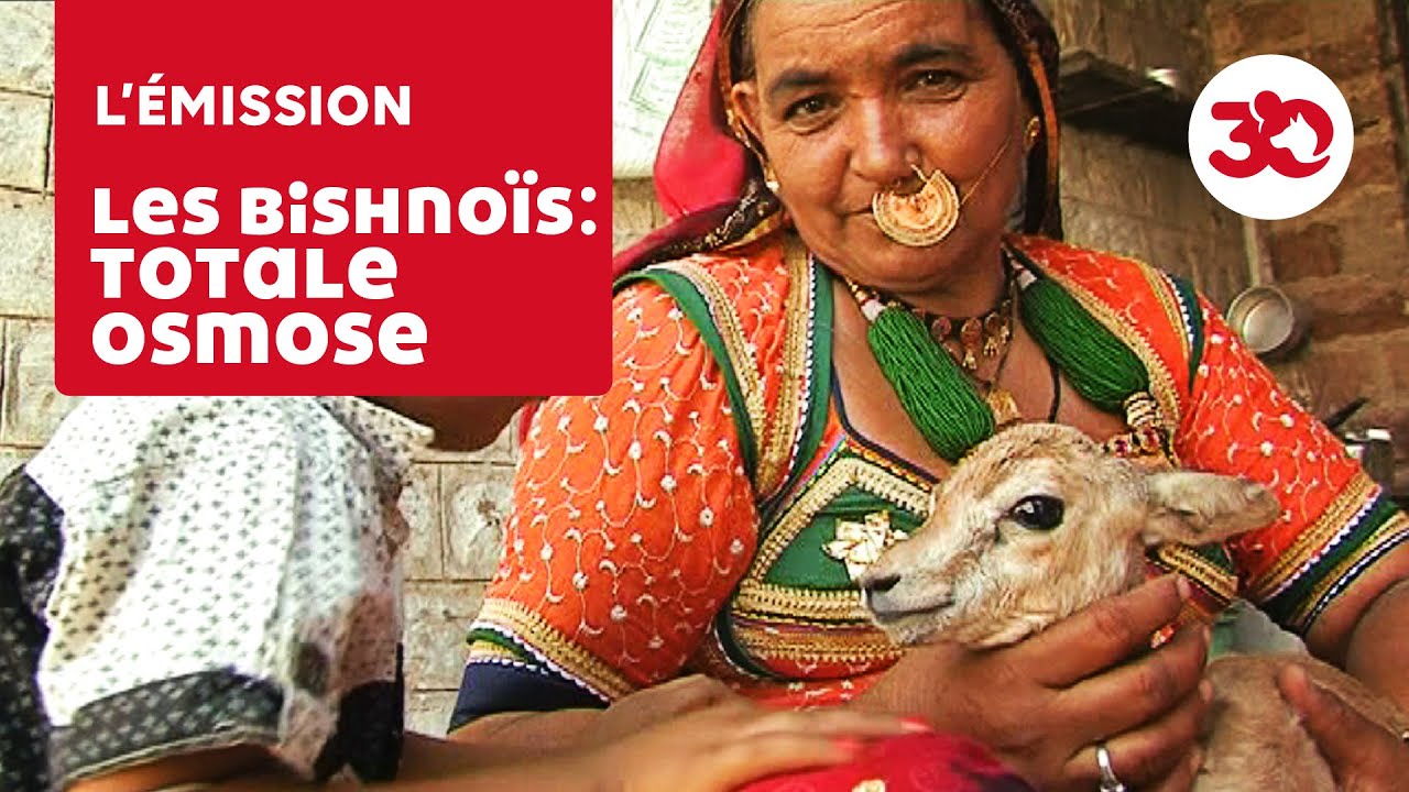 Les Bishnoïs