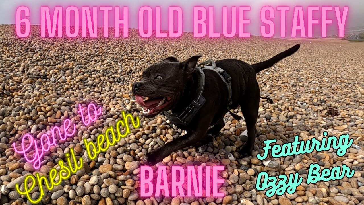 Witness the ADORABLE Madness: BLUE STAFFY PUPPY on CHESIL BEACH!