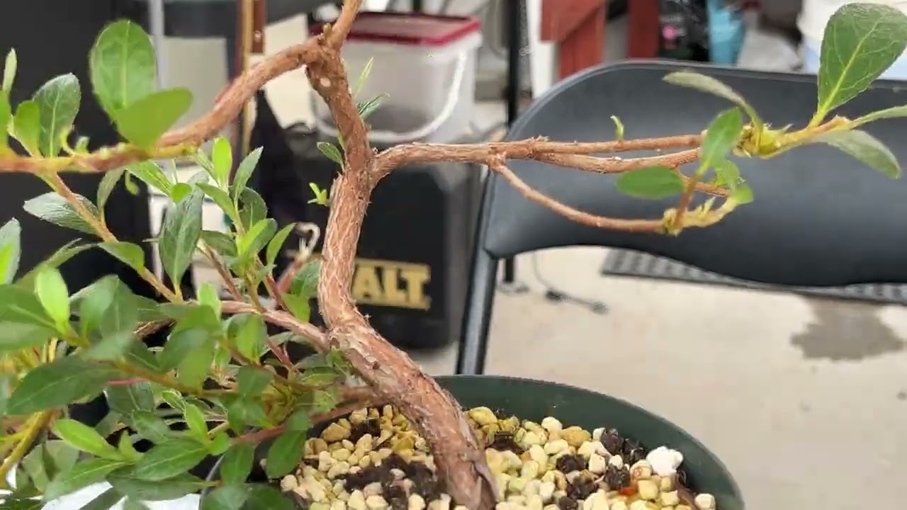 Azalée - Taille de structure après floraison