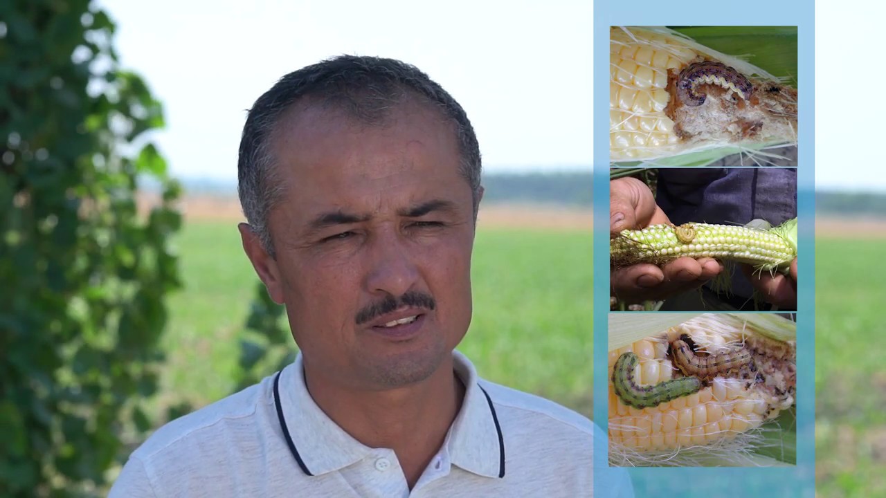 Такрорий экин