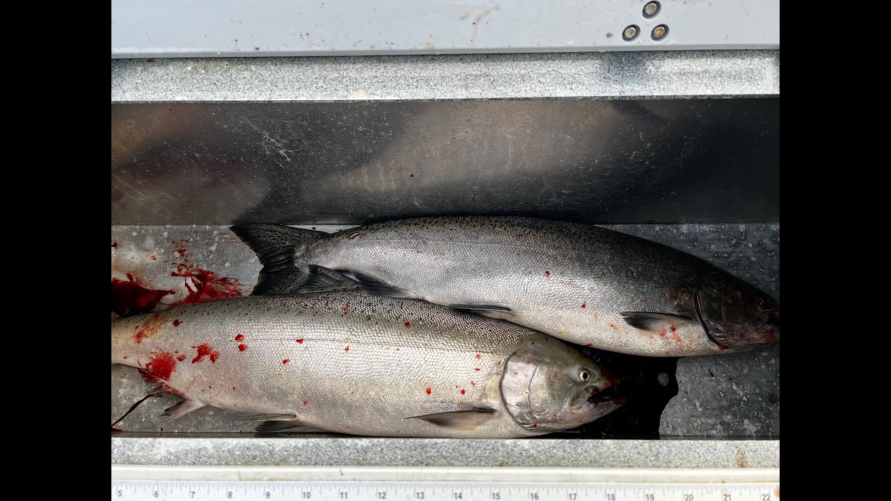 Columbia River Fall Chinook CRG