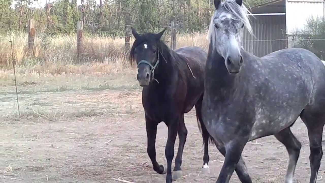 Cheval Barbe Uzad lepart 5 an et Bahidja lepart 2 ans  été 2013