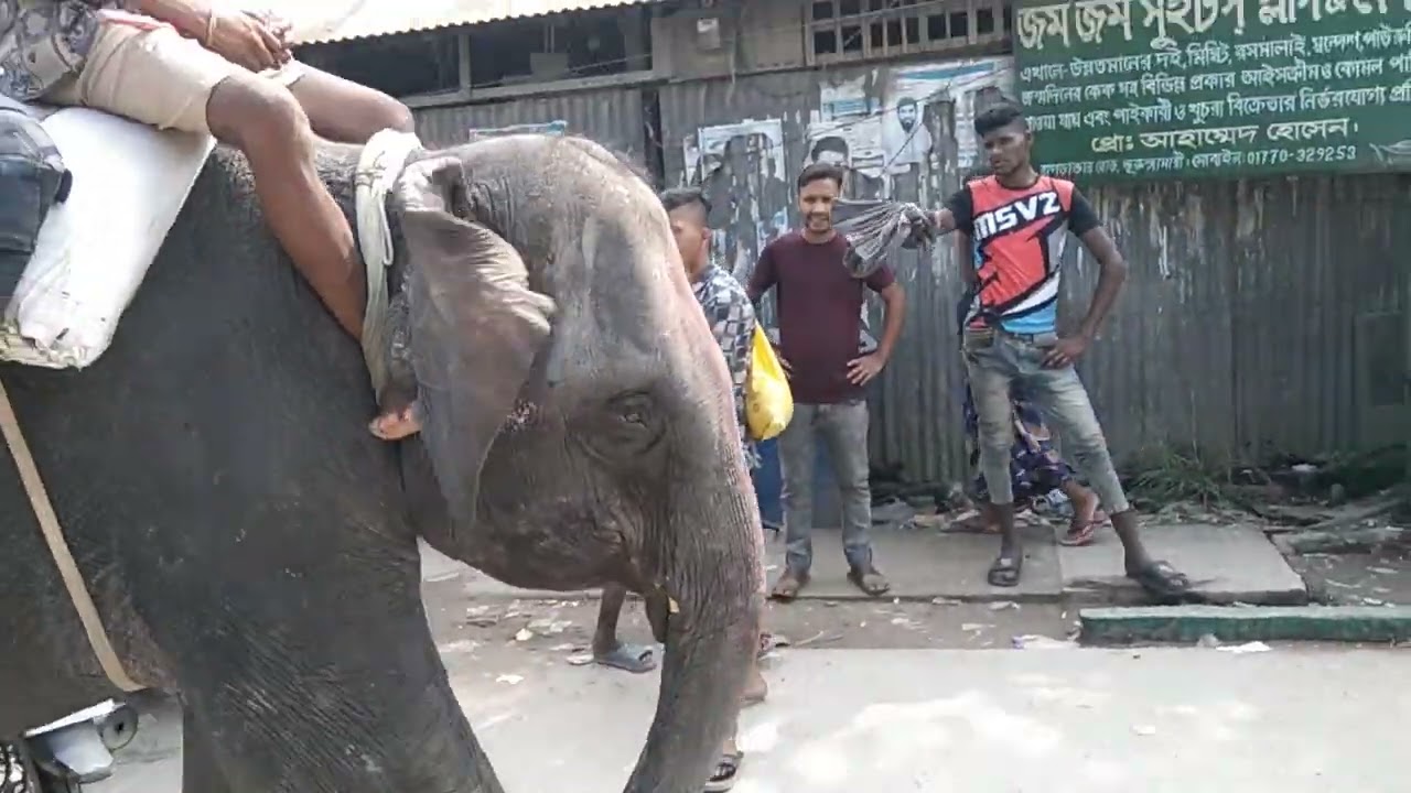 ভুরুঙ্গামারী জামতলা মোরে দেখা গেল একটি হাতি