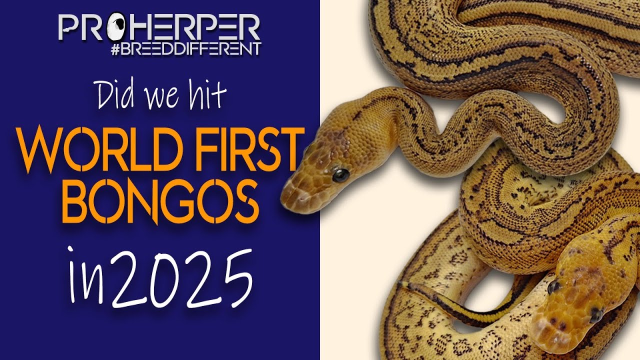 World First Bongo Clowns! Our first 2025 ball python hatchlings!