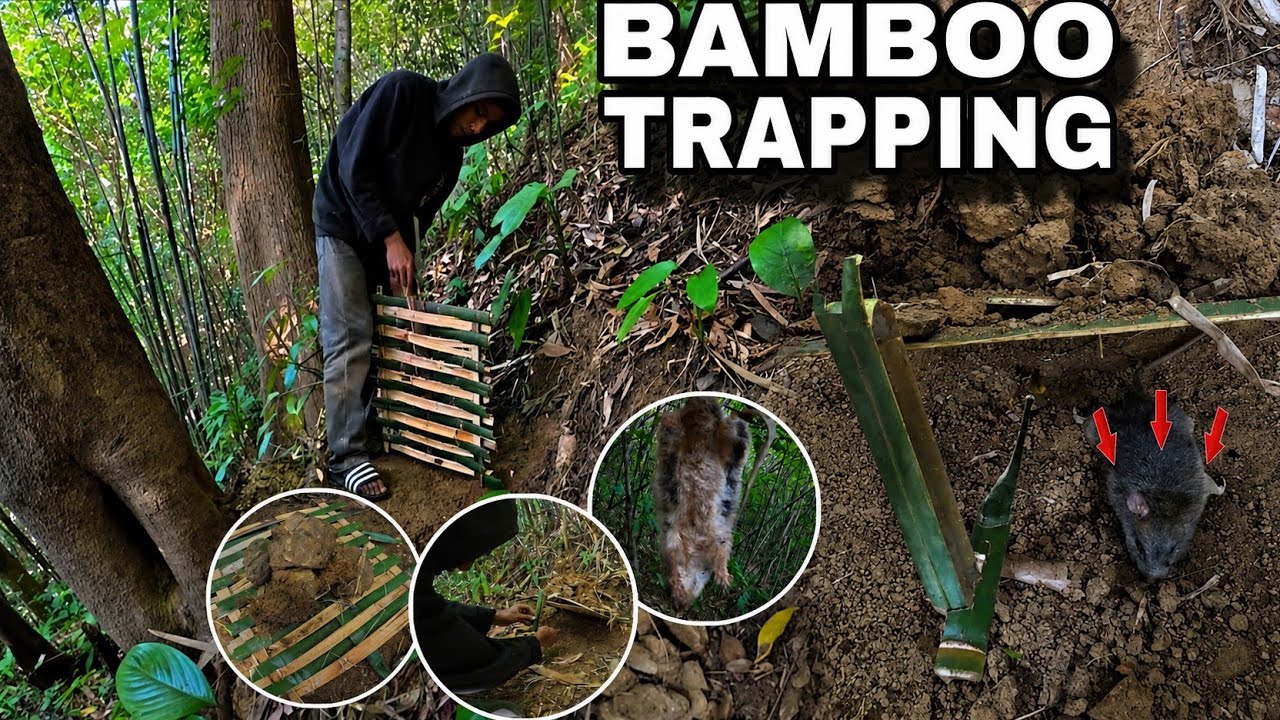 Hunting Wilds Rats😱 Local Bamboo Trapping 