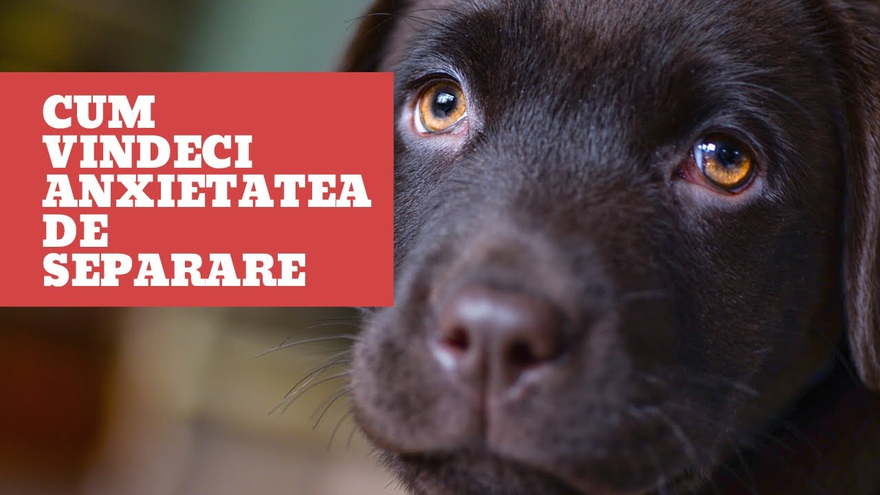 Cum vindeci anxietatea de separare la catelusi