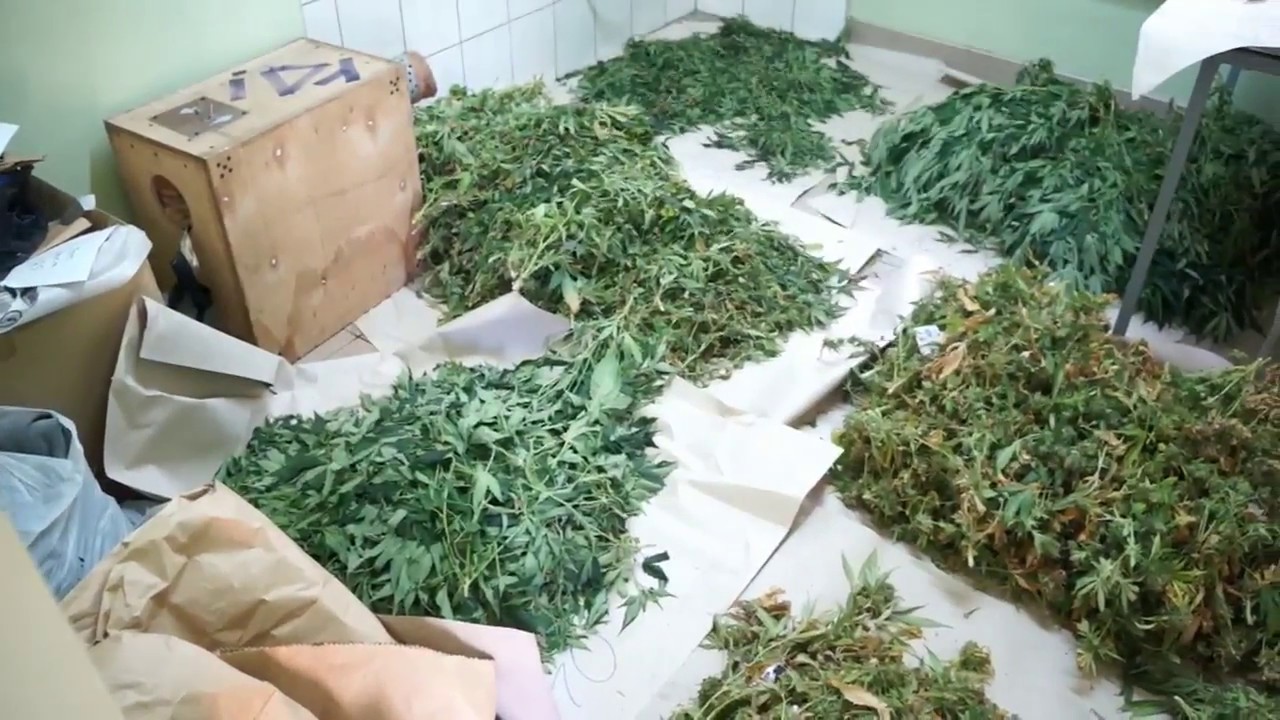 Policjanci zlikwidowali plantacje marihuany w Grodźcu (Źr&oacute;dło: KPP w Będzinie)