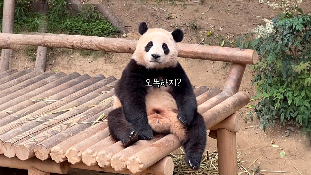 푸바오와 할부지의 의사소통방법. (모든 씅을 다 받아줘야하는 할부짘ㅋㅋ)ㅣ“안녕, 할부지”