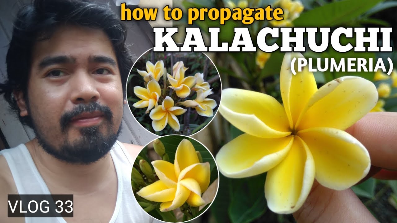 HOW TO PROPAGATE Kalachuchi or Plumeria (Yellow Flower) | Frangipani | Plumeria rubra