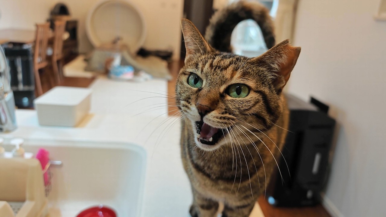 自家製ヨーグルトを作って猫に食べさせてみた