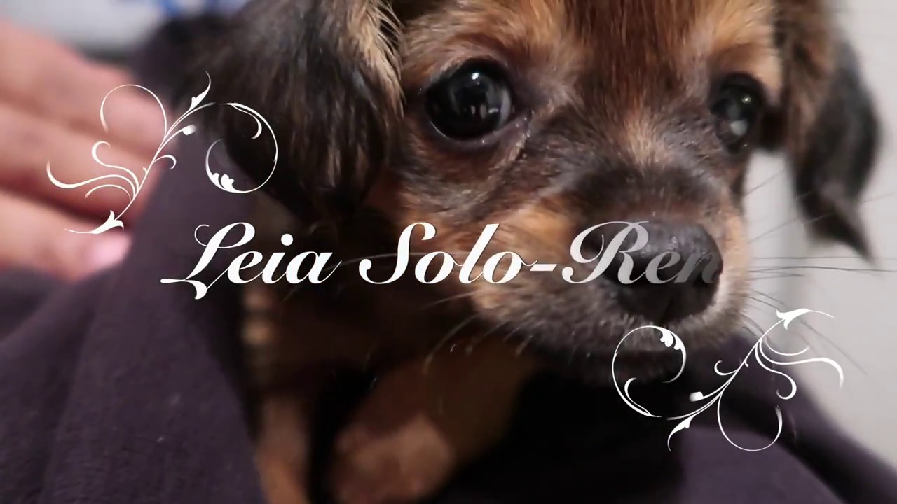 Meet Leia Solo Ren, my daug...Niece!
