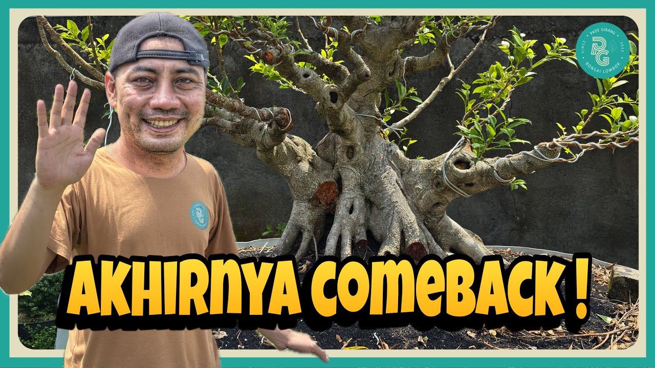 Setelah sekian lama, akhirnya kembali || Perkembangan Bonsai Pade Girang