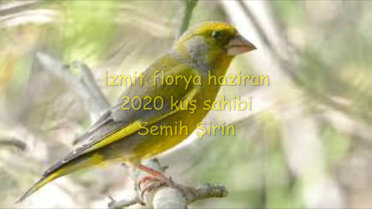 Uzun florya canalye izmit  MAŞALLAH