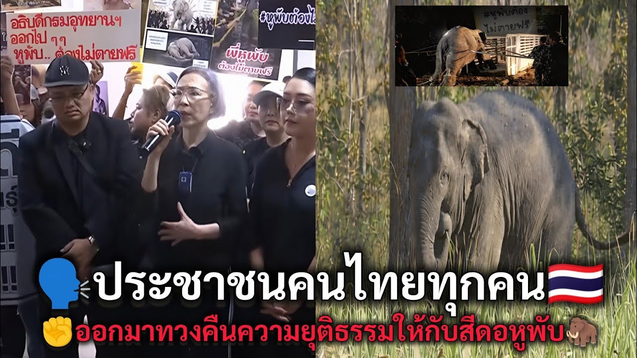 ทวงคืนความยุติธรรมให้สีดอหูพับ ช้างไทยและสัตว์ป่า
