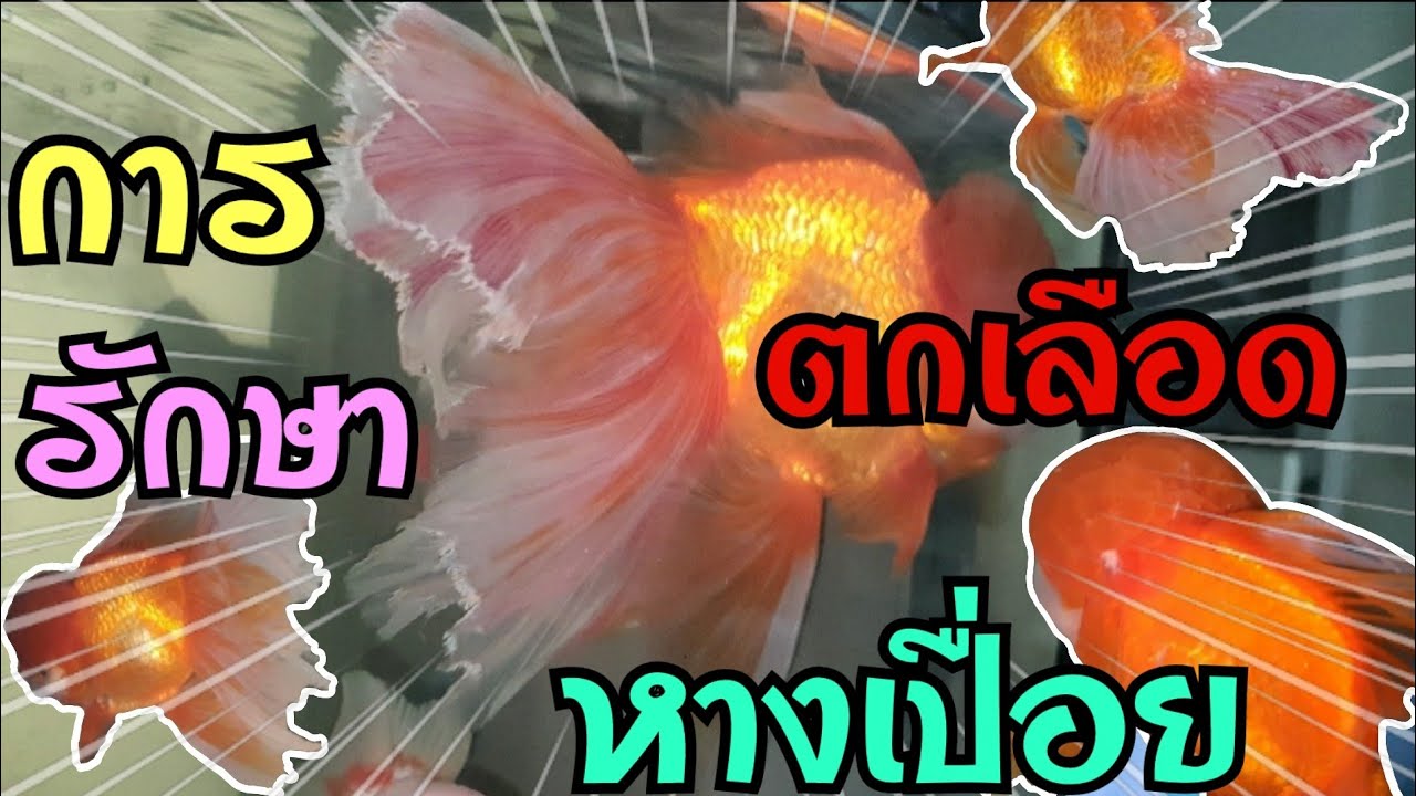 การรักษาปลา หางเปื่อย หัวเป็นเชื้อรา ( 4K )
