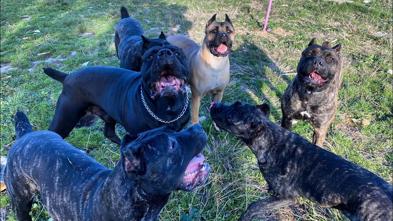 Pack of cane Corso VS Indestructible ball! Will it survive?