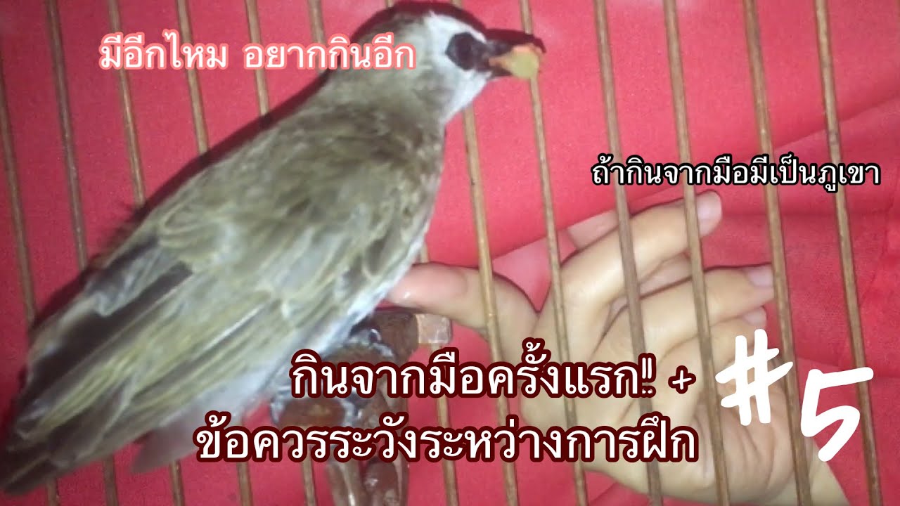 นกปรอดหน้านวล #เจ้าแร็กคูน ep.05 กินจากมือครั้งแรก!! + ข้อควรระวังระหว่างการฝึก