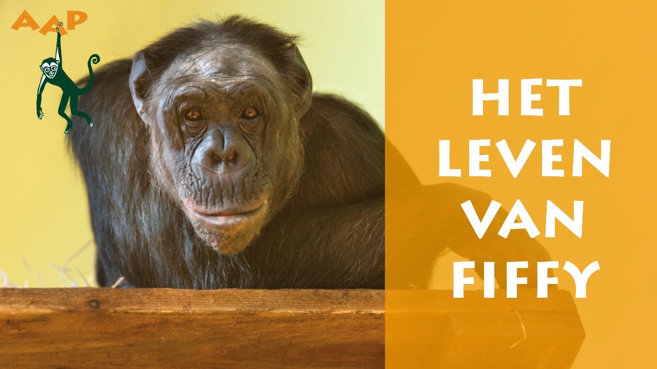 Oude chimpansee Fiffy ingeslapen vanwege hartproblemen - Stichting AAP