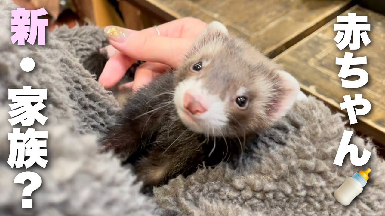 超可愛い赤ちゃんフェレットをお迎え。したい。