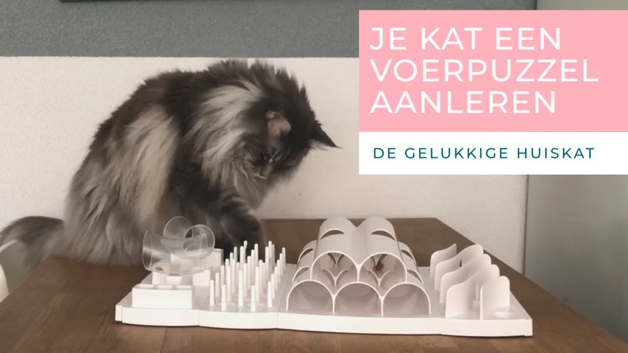 ZO LEER JE JE KAT EEN VOERPUZZEL GEBRUIKEN - VOERPUZZELS DEEL 2- De gelukkige huiskat- Kattengedrag