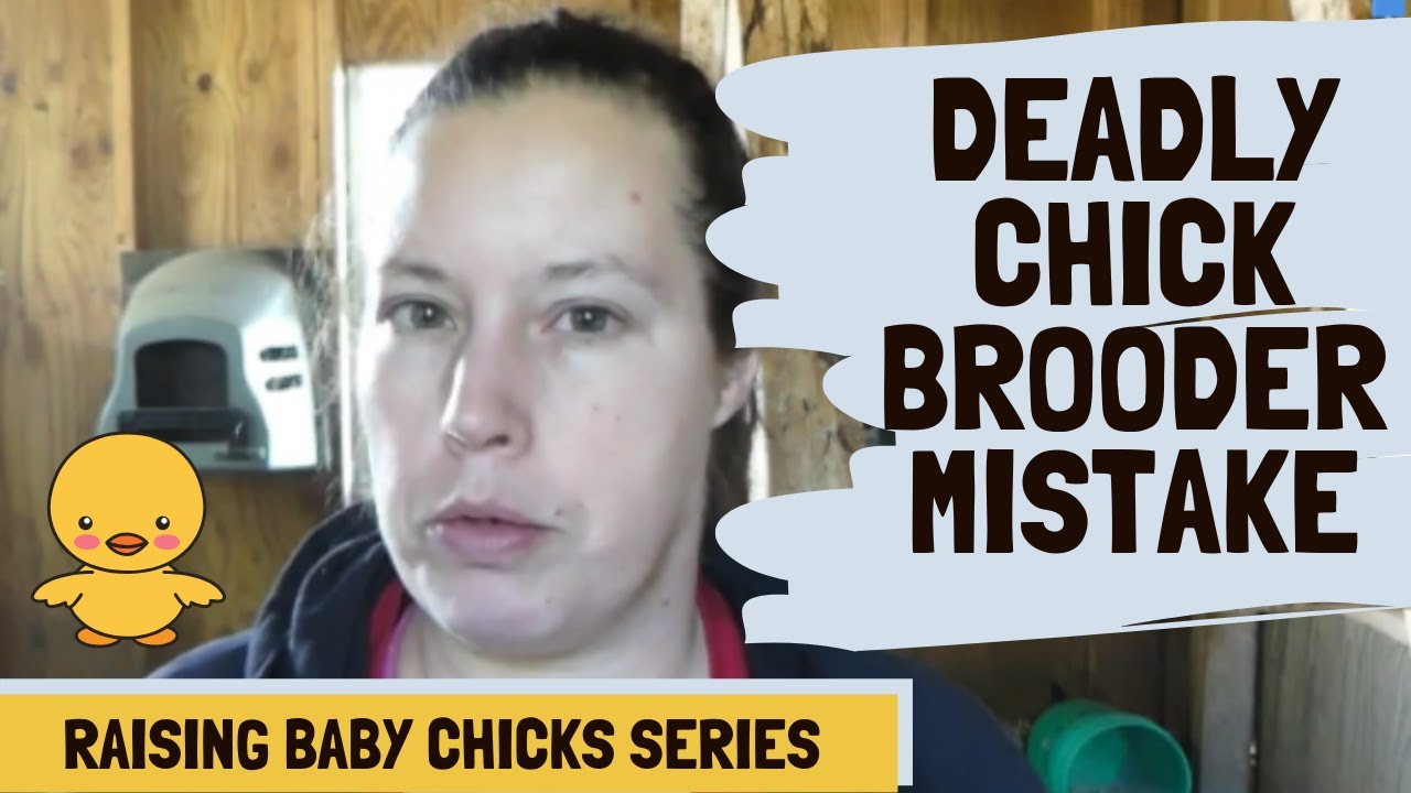 How many chicks in a brooder?? Don't make this mistake!