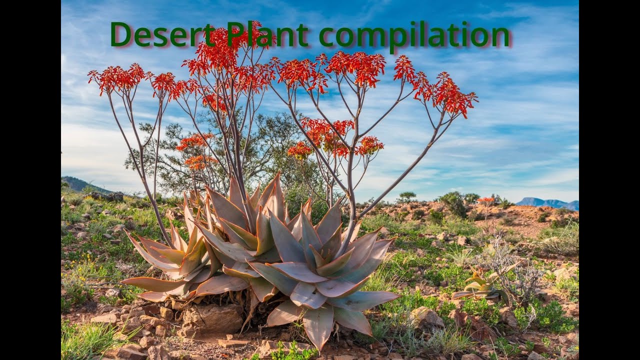 Landscape Photography - S3E3 - Desert Vegetation video Compilation