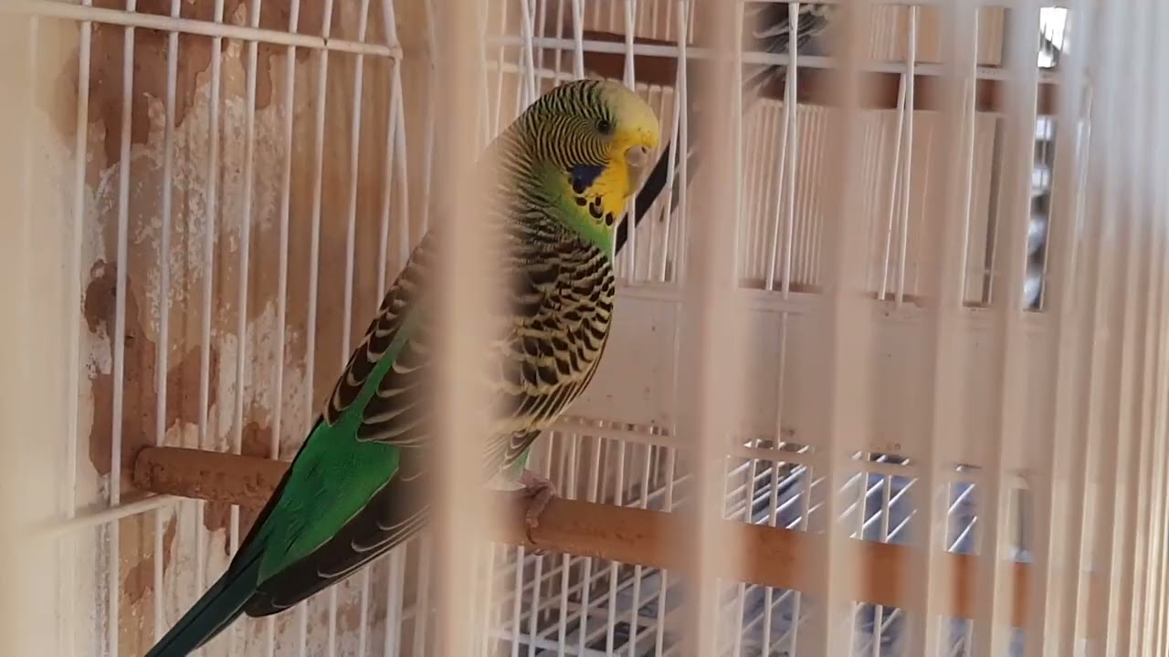 Formando um novo casal12 de novembro de 2025
