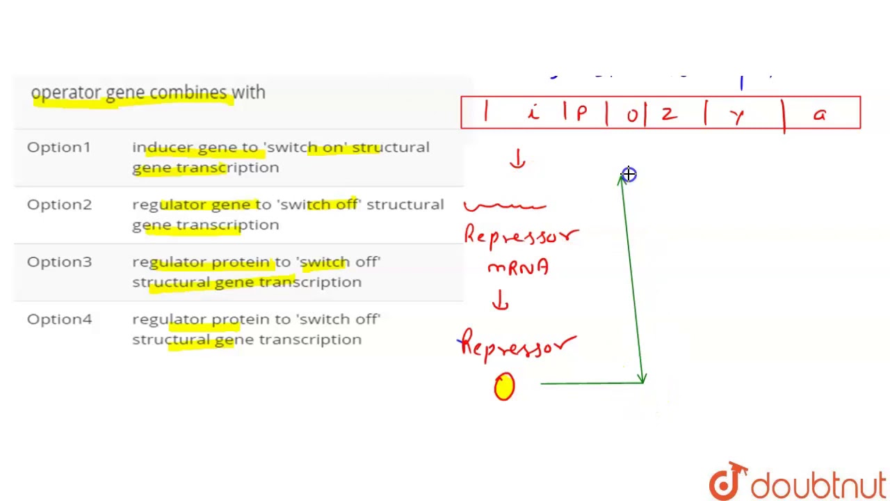 In an E coli cell according to the operon theory, an operator gene combines with