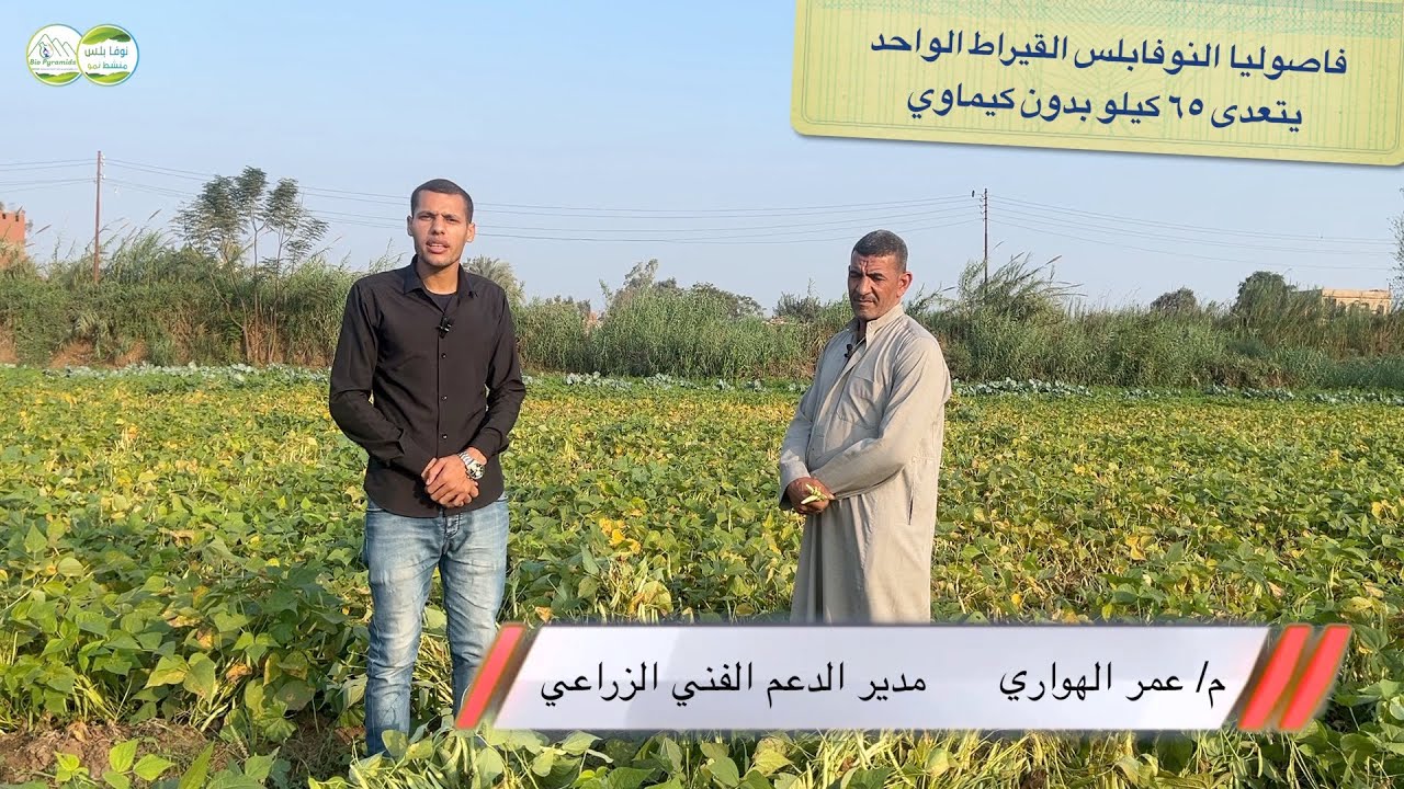 فاصوليا النوفابلس القيراط الواحد يتعدى ٦٥ كيلو