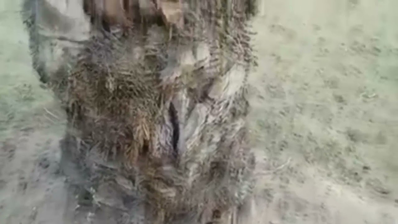 علاج الثقوب باشجار النخيل
