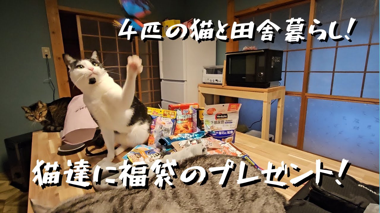【猫と田舎暮らし】猫達に福袋のプレゼントをしました！