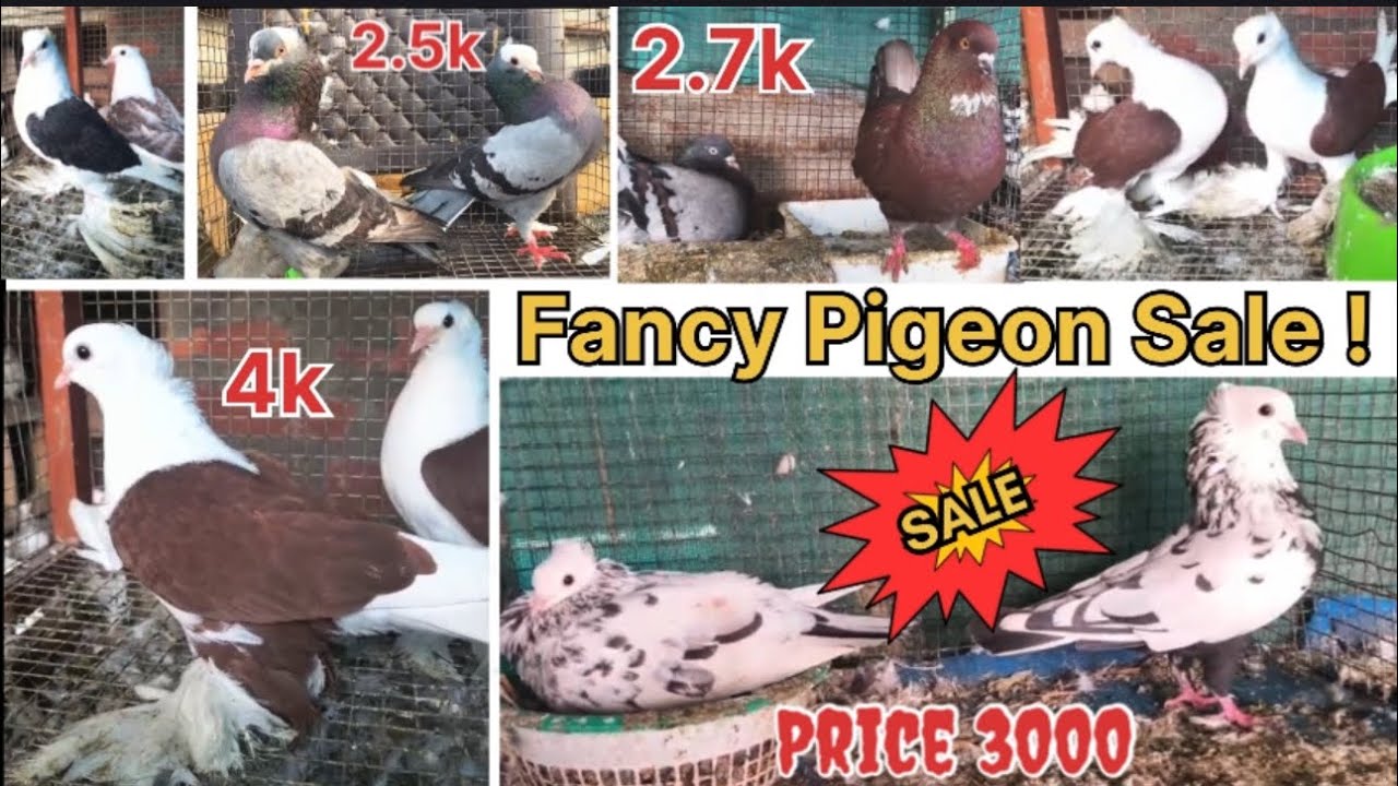 🕊️Fancy pigeon For Sale ! Mukhi Mudina Iranian tumbler Sale cheap Price 😍