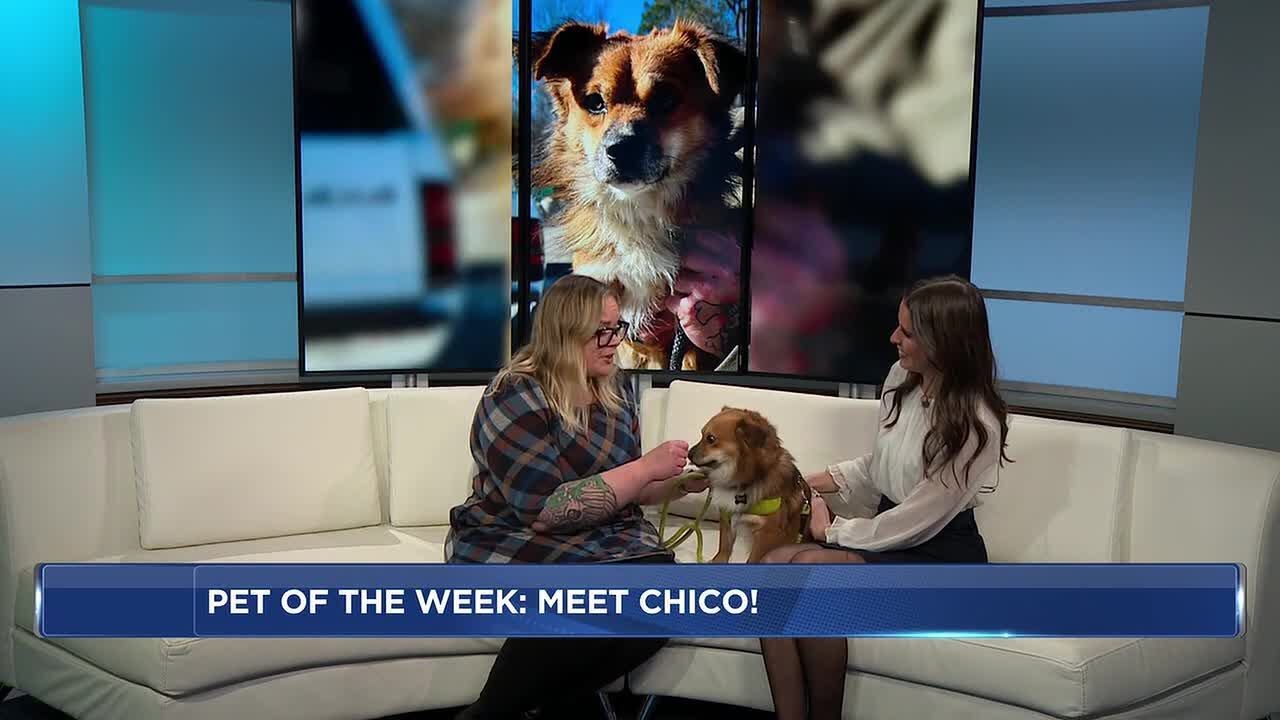Pet of the Week: Meet Chico!