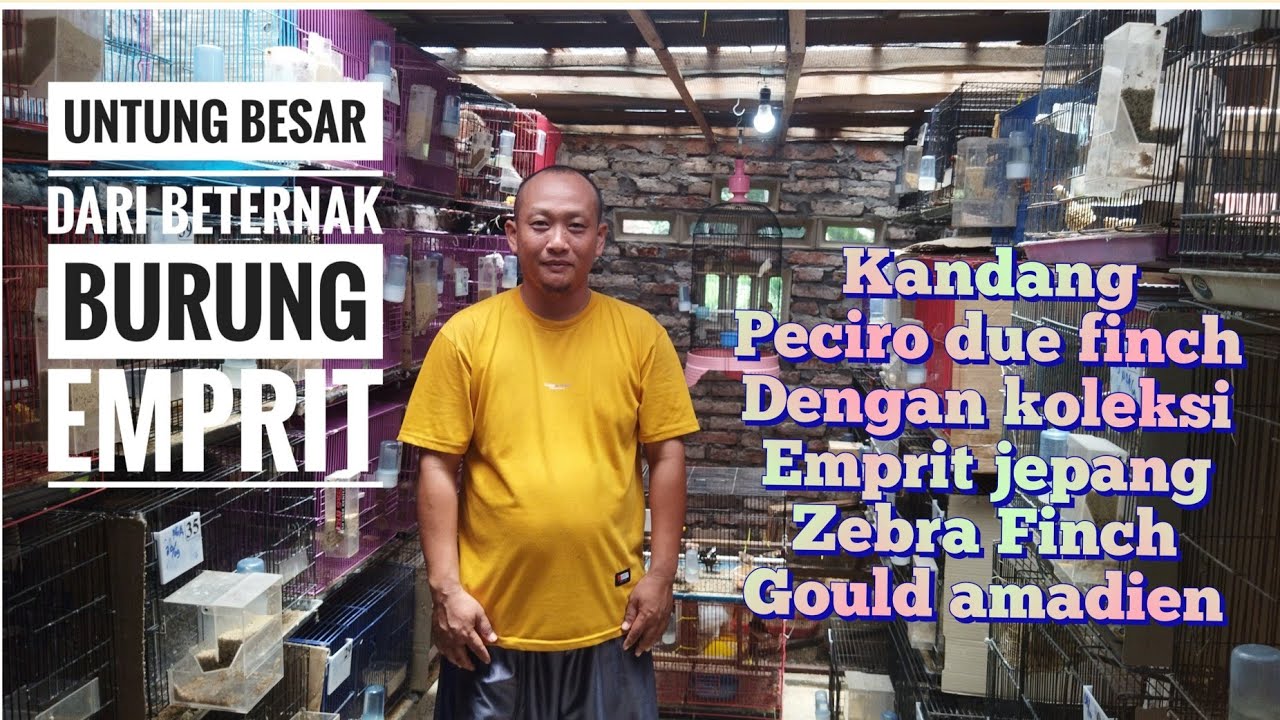 Untung dari beternak burung finch 