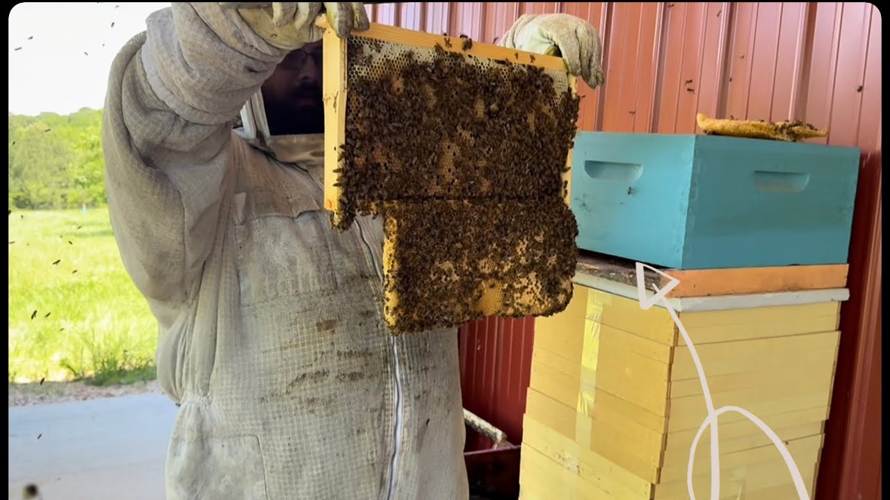 What To Do When A Swarm Gets TOO BIG In Your Trap!