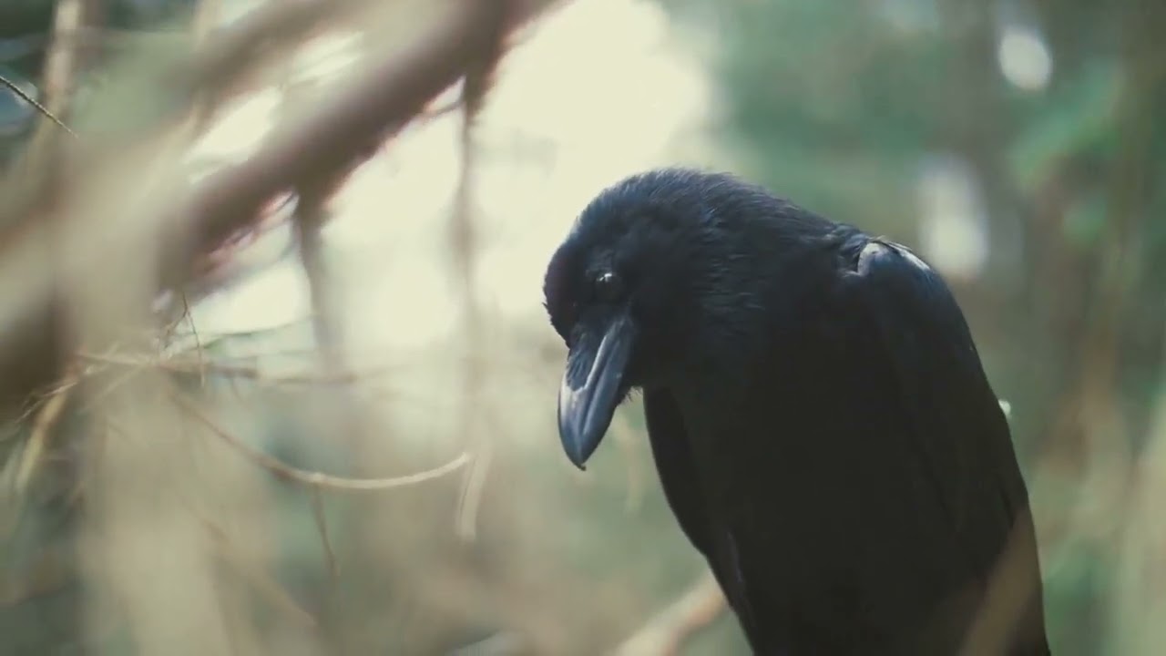 The Raven feared as Odin’s messenger revelation about a forgotten scientific truth.