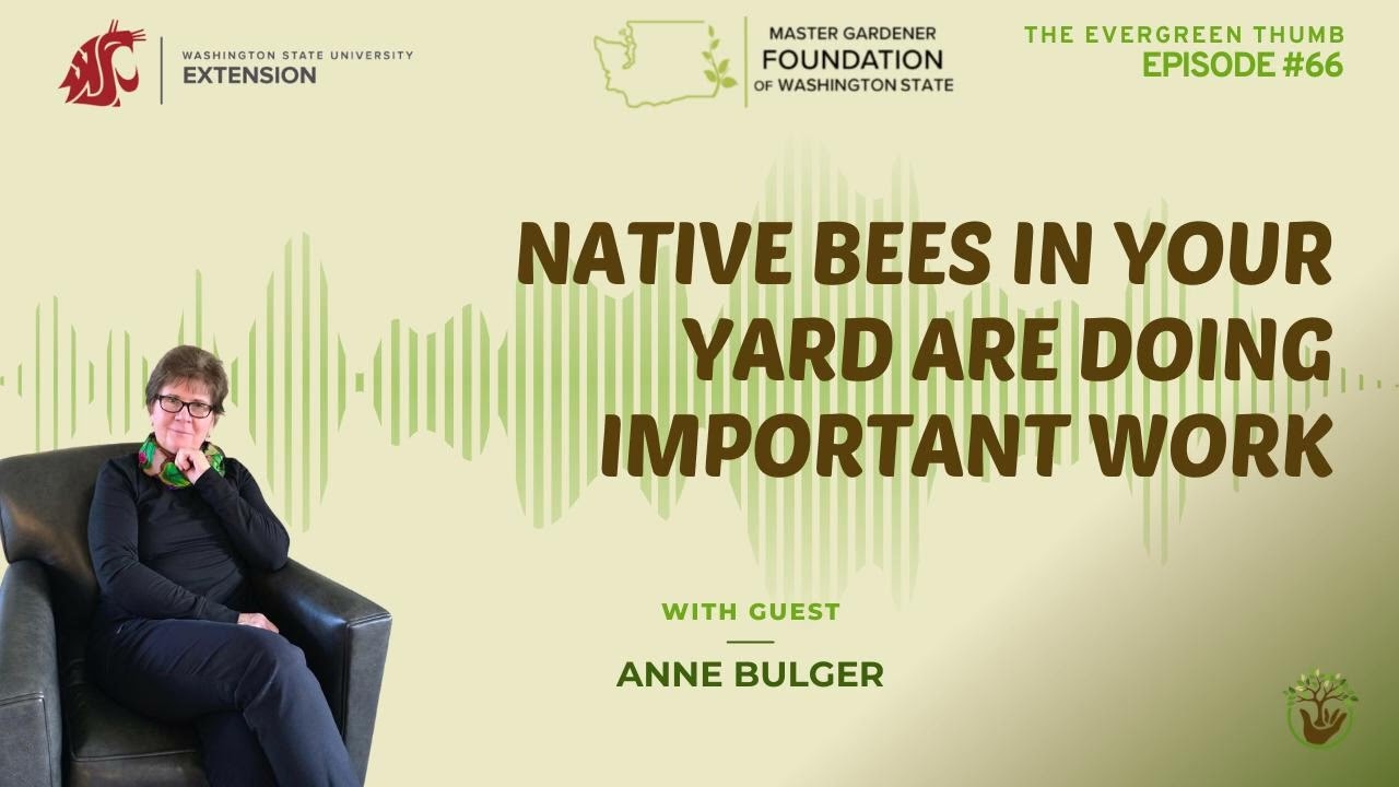 Native Bees in Your Yard Are Doing Important Work