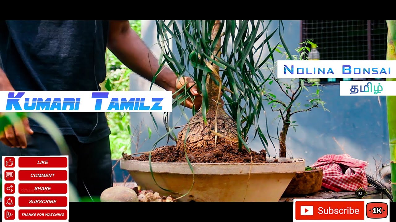 Beaucarnea recurvata | Pony tail | Nolina recurvata | Bonsai DIY | First ever Tutorial in (Tamil)
