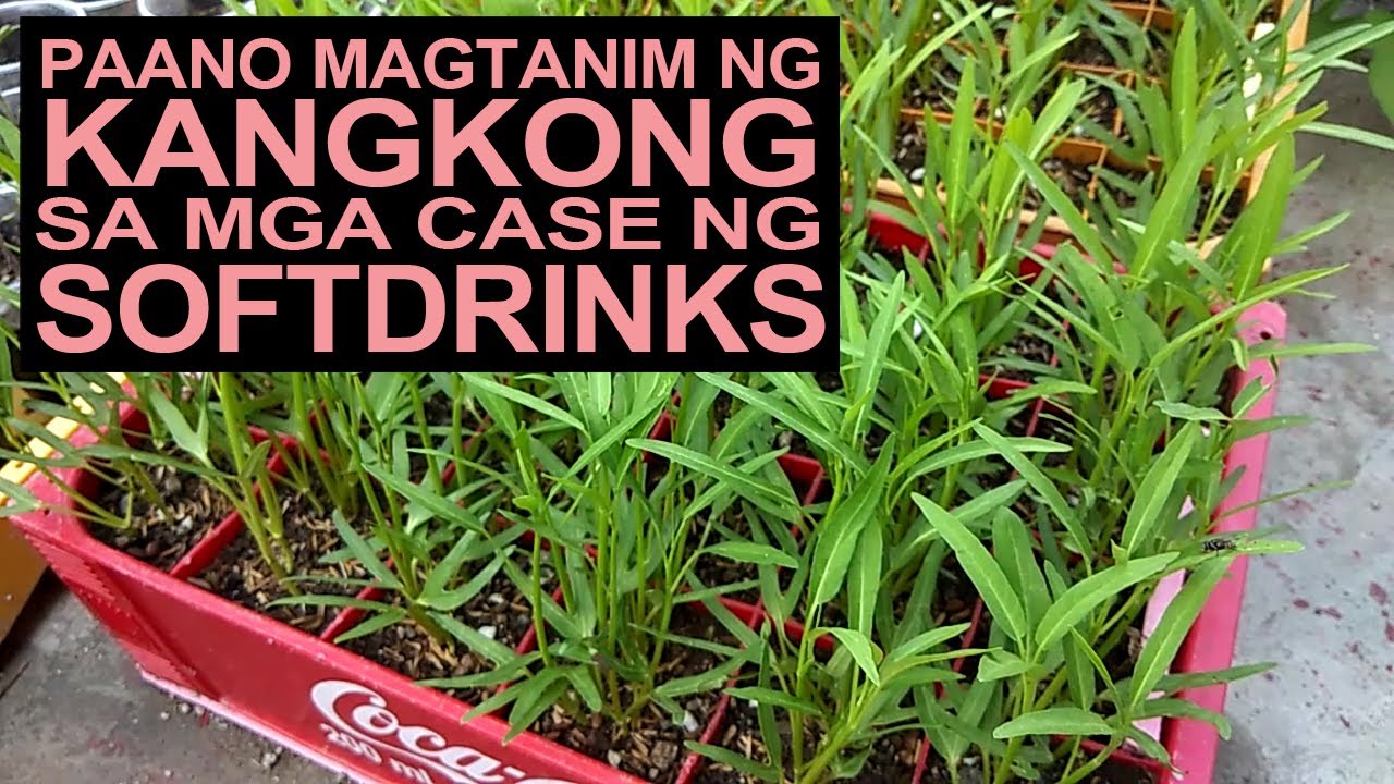 Paano Magtanim Ng Kangkong Sa Mga Case Ng Softdrinks