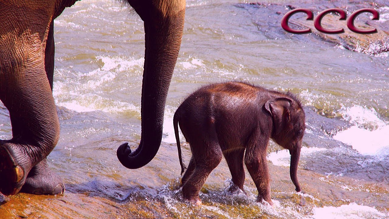 🐘 Can Baby Elephants Walk From Birth? (Part Two) Cutest Moment Ever Caught On Camera!