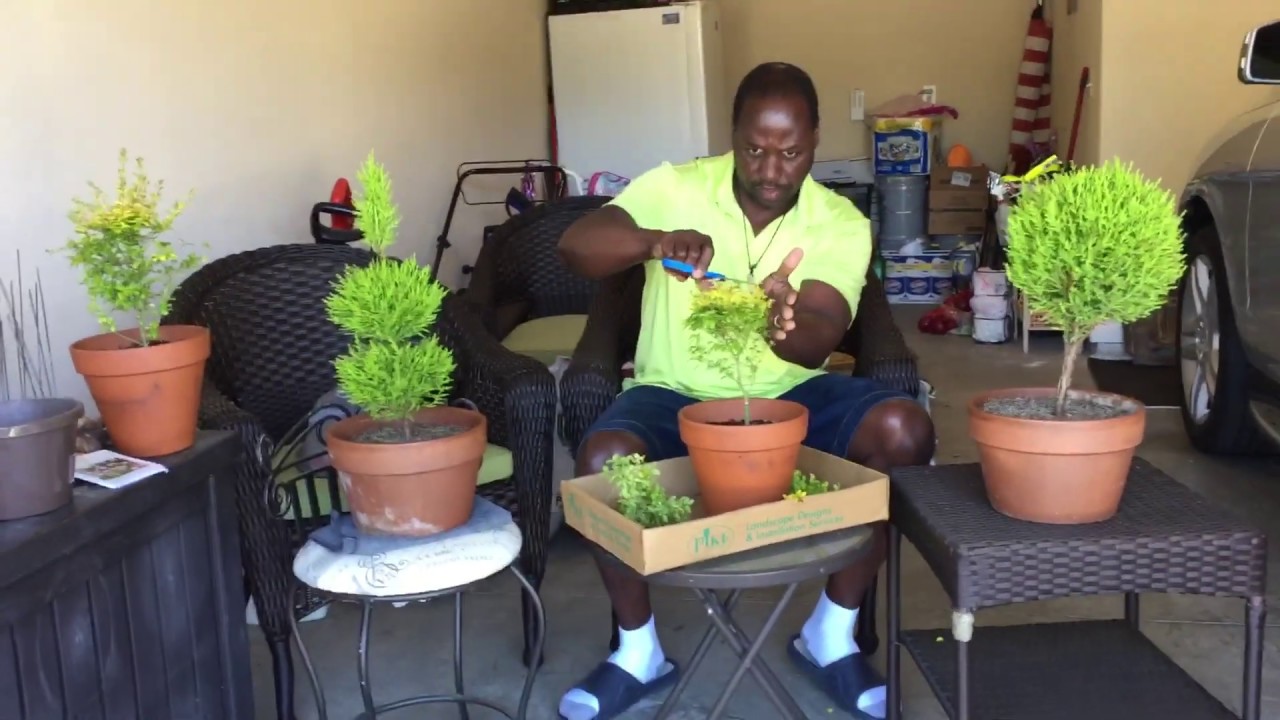 Making A Topiary With Sunshine Ligustrum