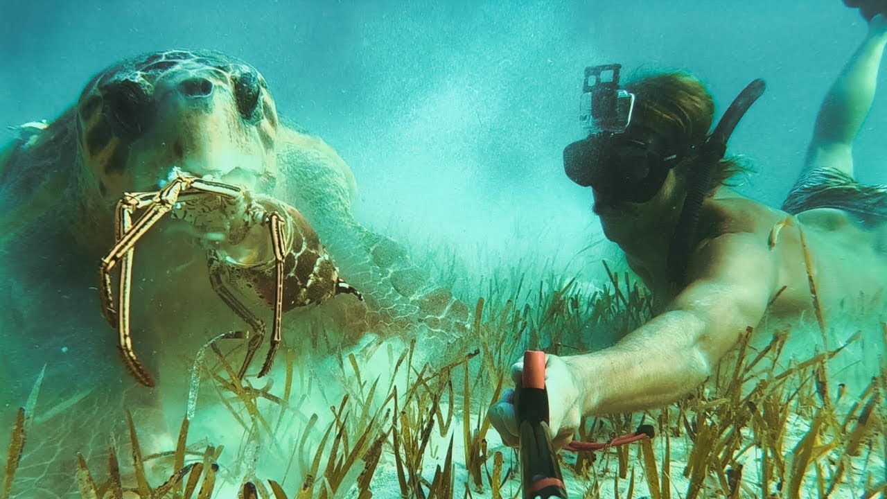 Loggerhead Turtle STEALS my Lobster! Then We Swim. Ep.186