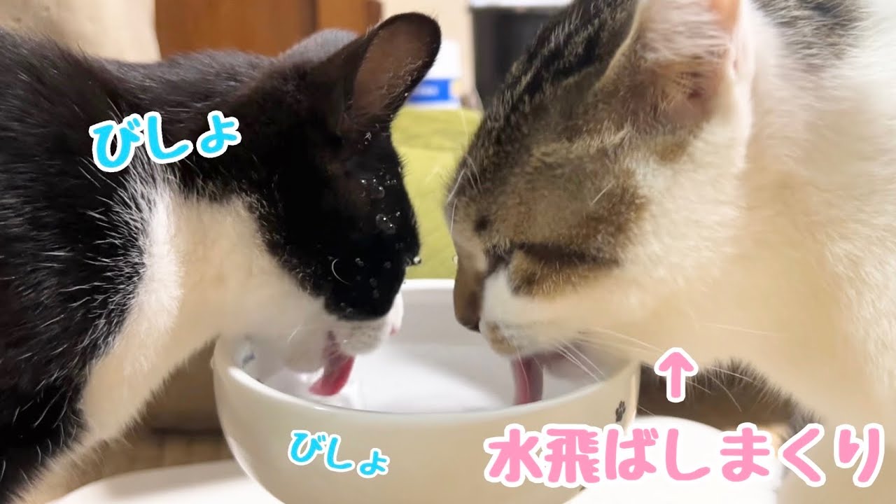 【顔水滴だらけ】水飛ばしまくりなこーちゃんの正面で水を飲むキーくんwwwww