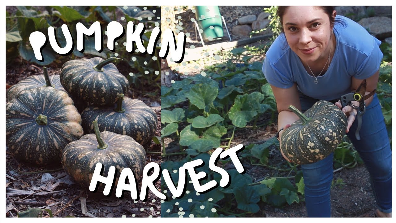 Kent Pumpkin Harvest and How to Tell When They're Ready